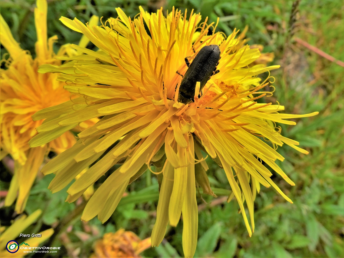 41 Taraxacum officinale (Tarassaco comune) con ospite in deciso affondo.JPG